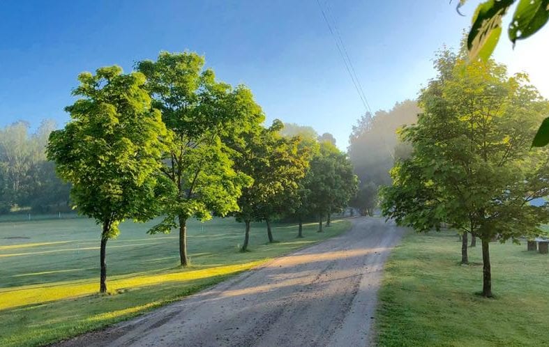 grön allé med träd på norråva golfgård