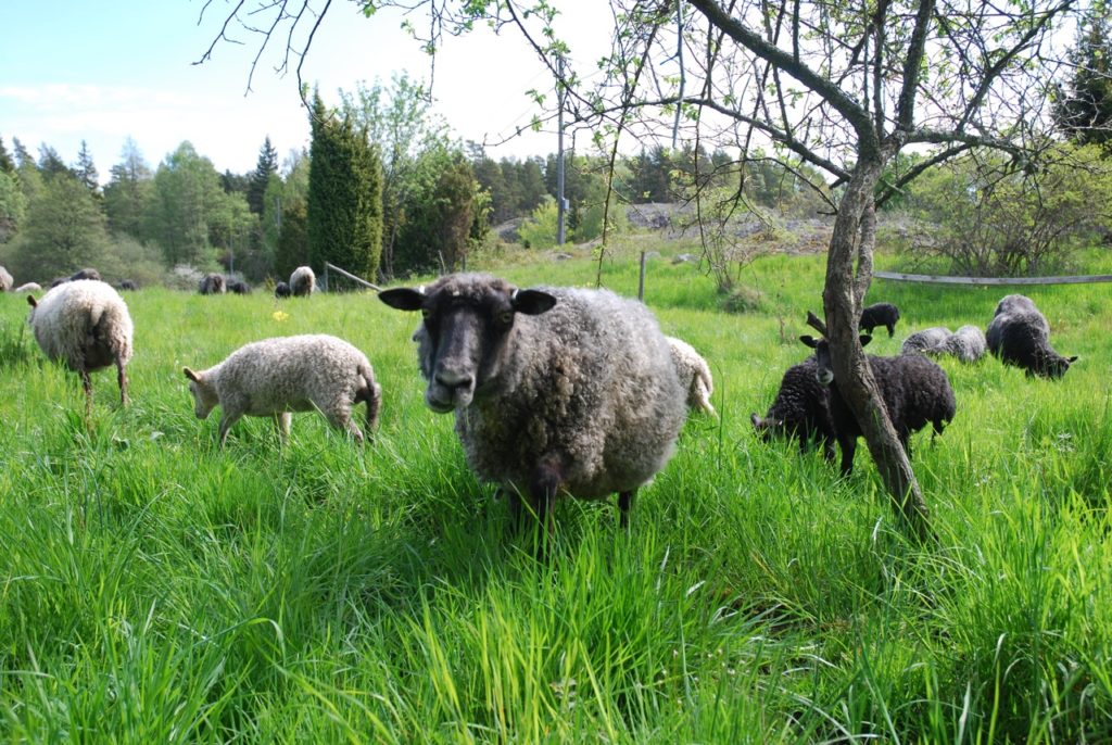 får på östanviks gård